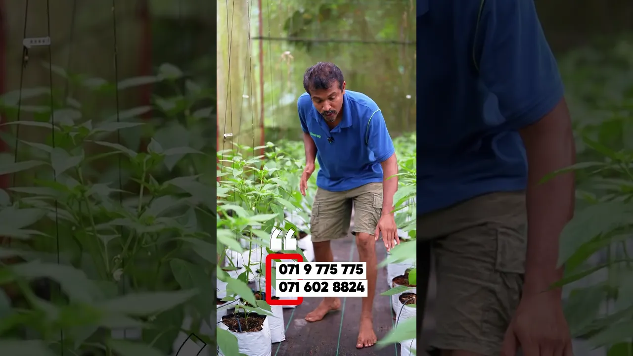 එළියෙ වගාව කරදරයි