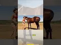 Download Lagu Viral! Kuda Pintar Ini Bantu Gadis Kecil Naik ke Punggungnya!