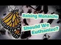 Raising Monarchs - Should We Euthanize Help The Monarch Butterfly