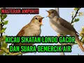 Download Lagu Sikatan Londo Gacor Full Isian Dengan Suara Gemercik Air Membuat Burung Tenang Dan Mudah Menirukan‼️