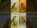 4 Real Bird Sounds from Nature | Warbler, Cardinal \u0026 Goldfinch (No Music)