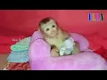 Download Lagu [Good Behavior] Tiny Baby Monkey Ella Relax On Soft Pillow Not Messy