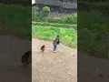 Download Lagu Ayam vs bocil 🤣😀 #shorts #ayam #duel #bocil