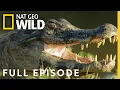 Download Lagu Jaguar vs. Croc | Full Episode