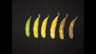 Dessecação Pré-Colheita da Soja: antecipação, aplicações e perdas (Dia de Campo C.Vale Digital)