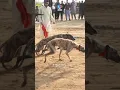 Download Lagu Dogs Race | Pets | Greyhound Race  #dog #india #ytshorts #trend  #pets #puppy #horse #cricket