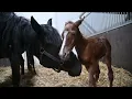 Download Lagu Caminskey Z just born at Keystud 2025, net geboren hengstveulen op Keystud : zijn eerste stapjes