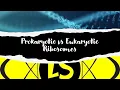 Prokaryotic and Eukaryotic Ribosomes