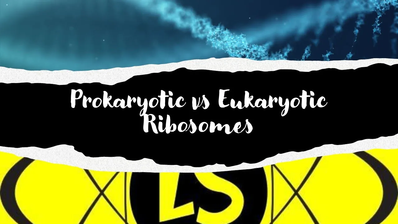 Prokaryotic and Eukaryotic Ribosomes