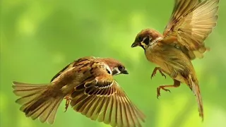 masteran gereja tarung berjeda 5 menit