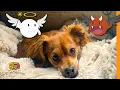 Week 6 Naughty Dog San Antonio River Walk Best MX Food Pedego SA