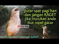 Lagu Pancingan trucuk ropel subuh.putar saat pagi hari dan jangan kaget jika trucukan anda ikut ropel