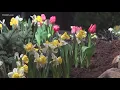Connecticut Flower and Garden Show draws thousands of attendees