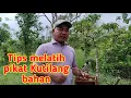 Download Lagu Tips Melatih pikat Kutilang Bahan #pemikatkutilang