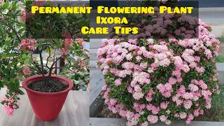 Ixora : Plant which keeps blooming always