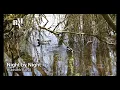 Night by Night - Bladverk Band - With Vídeos 4k