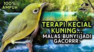 Download Terapi Kecial Kuning Ampuh Bikin Kecial Malas Bunyi Jadi GACOR‼️| PEPADU KECIAL MP3