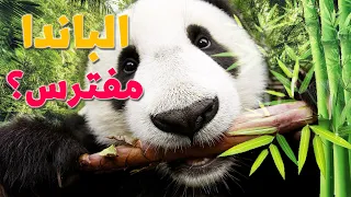 حيوان الباندا   مفترس أم مسالم       دندنها