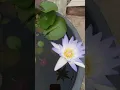Download Lagu 🪷🪷#waterlily