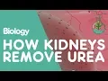 How the Kidneys Remove Urea Physiology Biology FuseSchool
