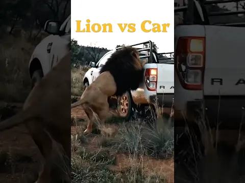 Lion vs Car😧