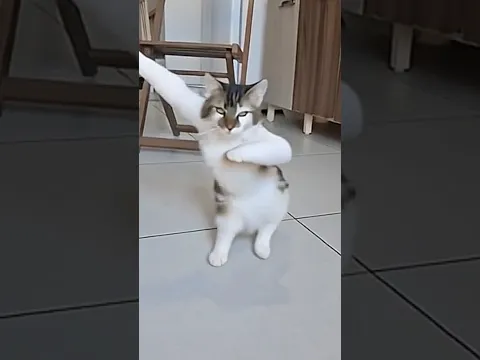 GATINHO FOFO  🐈 ANTES E DEPOIS 🥰 #shorts #cat #funny #viral