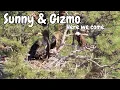 Download Lagu Smith Rock Eagles Are Packing Up to Meet Sunny \u0026 Gizmo!