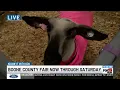 Exploring the Boone County fair