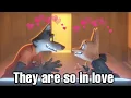 Download Lagu wolf and diane being in love for 3 mins 19 secs straight