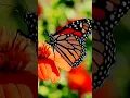 Download Lagu butterfly #nature #flowers #youtubeshorts #shorts #reels #status #shortvideo #beautiful #viral #4k
