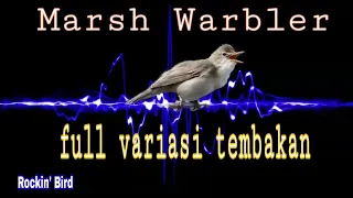 Download masteran terbaru 2023 marsh warbler full variasi tembakan rapat MP3