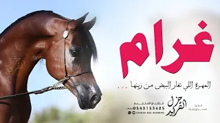 شيلة باسم غرام فقط 2025 غرام المهره اللي تغار البيض من زينها حماسيه شيله مدح باسم غرام 