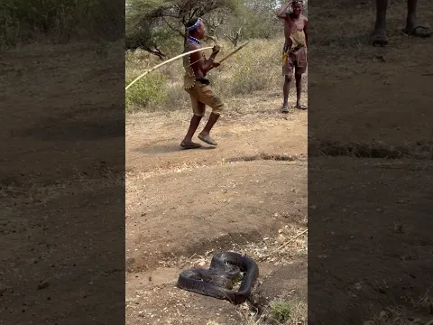 Chaabaa and dudukwe hunting big python