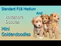 Standard F1B and Mini Goldendoodles