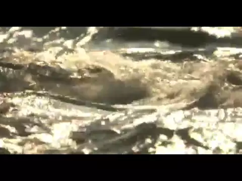ABUELOS Trailer