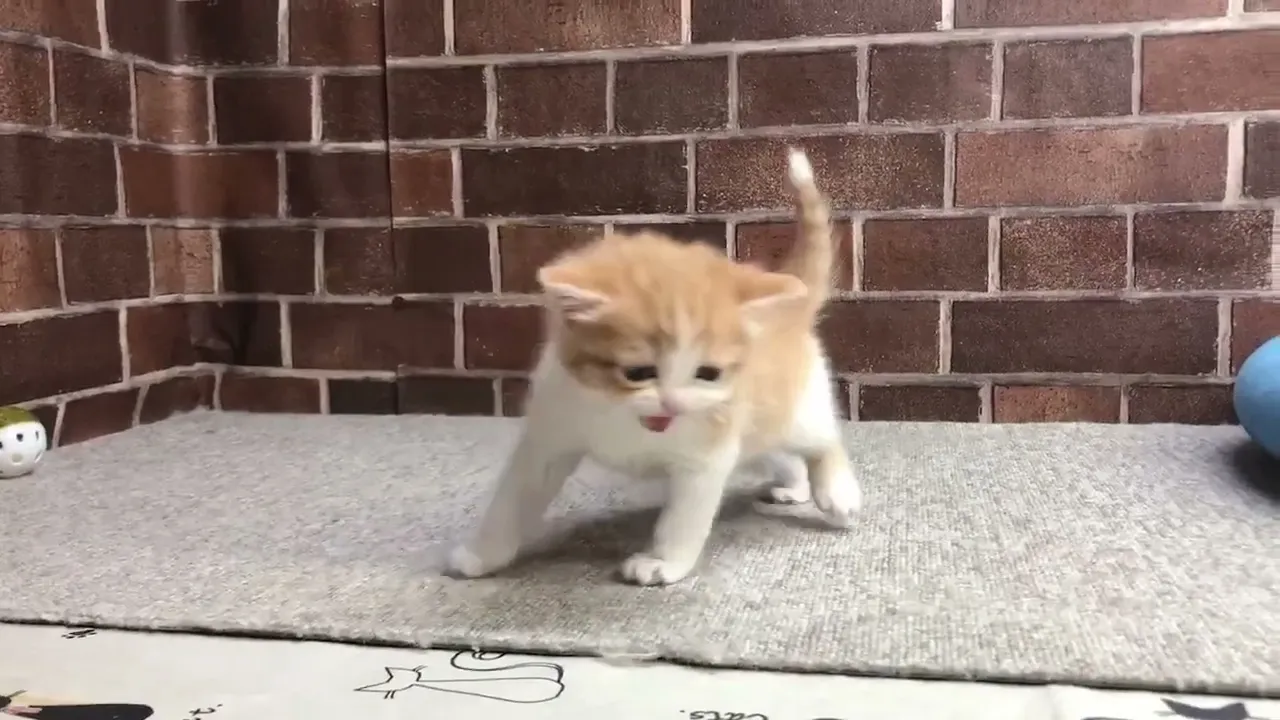 動画