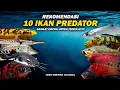 Download Lagu 10 IKAN PREDATOR UNTUK PEMULA!!!!!!! SANGAT COCOK DAN RECOMENDED!!!!!