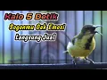 Download Lagu TEMBAKAN SOGON TROTOLAN PALING HANDAL UNTUK PANCINGAN PENGGACOR SOGON DISITU‼️LANGSUNG RESPON NEMBAK