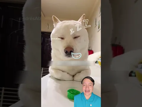 Lo que debes saber si tu perro adopta esta postura al dormir.