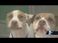 Official discusses features of upcoming Oklahoma City animal shelter