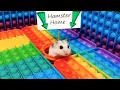 Download Lagu 🐹 Hamster Escapes the Pop It Maze for Pets in real life 🐹