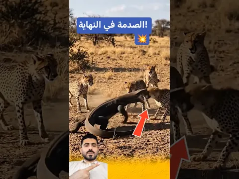 أكبر غلطة في حياة الفهد واجه الوحش الخطأ! 🚫🐆"#shorts