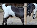 Download Lagu ISTIMEWA ANAK PITULAS 50 jt.belum di lepas..LAHIR DI OMAH NJERO FARM