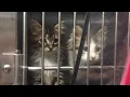 Here s how to get free kittens in Charlotte