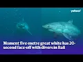 Download Lagu Moment five-metre great white has 20-second face-off with divers in Bali | Yahoo Australia