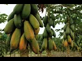 Download Lagu Como Plantar Mamão Papaya pra produzir rápido 🎉
