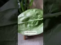 How to Treat ELIMINATE Spider Mites on your House Plants