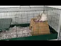 Suzie Q cleaning her newborn baby dumbo rats