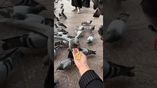 حمام المدينه المنوره دندنها