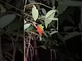 Download Lagu BURUNG CANTIK TIDUR MALAM HARI DI PEDALAMAN HUTAN KALIMANTAN